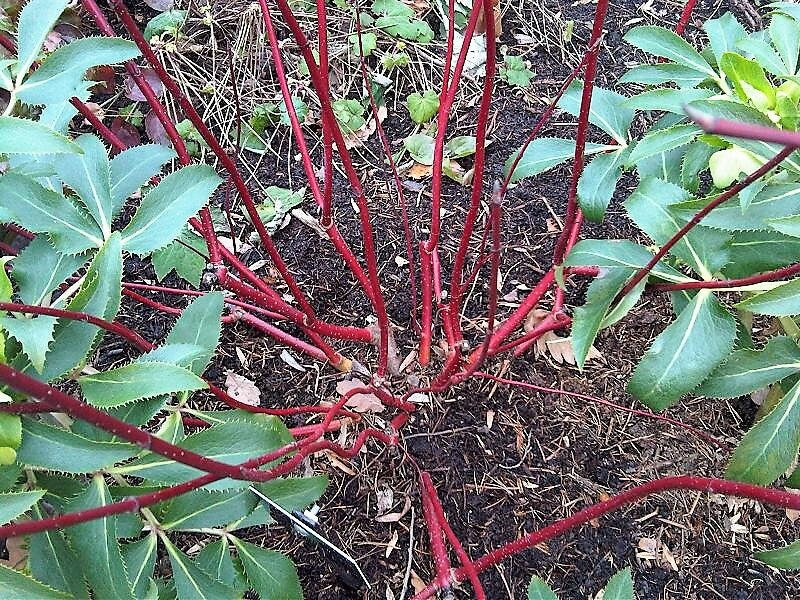 25 FIRE and ICE DOGWOOD Cornus Alba Shrub Tree Variegated Red Bark White Berry & Flower Seeds