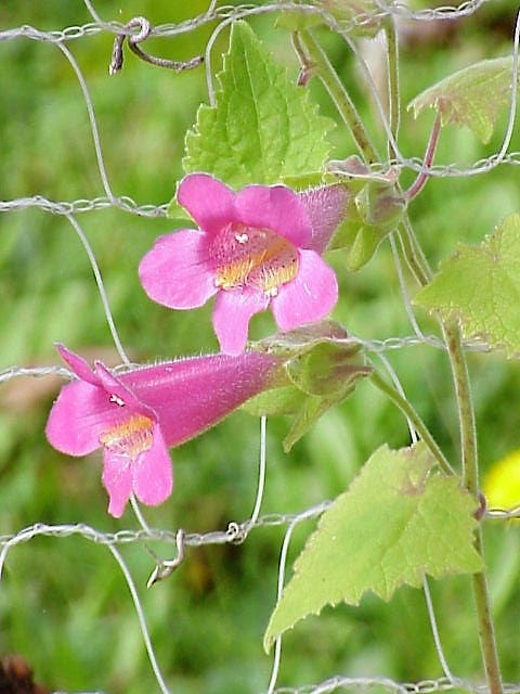 10 MIXED DRAGONSNAP VINE Asarina Scandens Climbing Snapdragon Pink Blue Red White Flower Seeds
