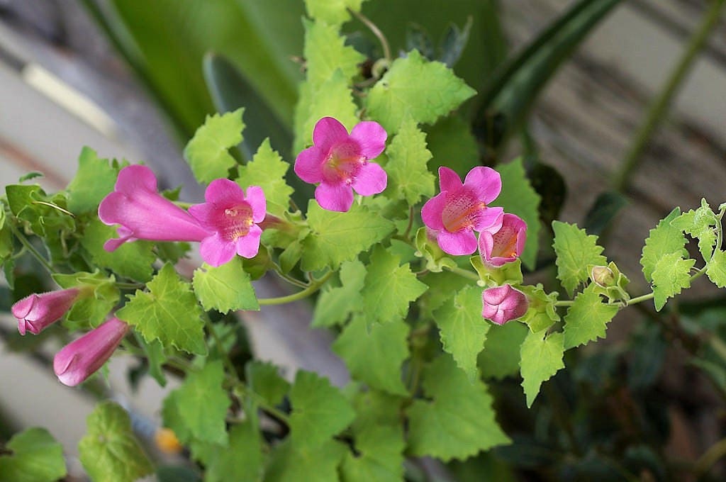 10 MIXED DRAGONSNAP VINE Asarina Scandens Climbing Snapdragon Pink Blue Red White Flower Seeds