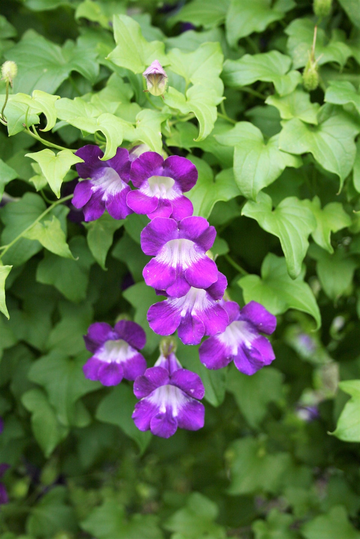 10 MIXED DRAGONSNAP VINE Asarina Scandens Climbing Snapdragon Pink Blue Red White Flower Seeds
