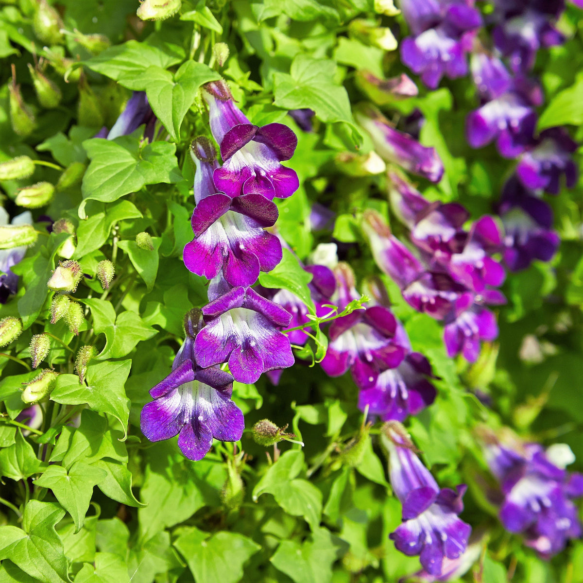 10 MIXED DRAGONSNAP VINE Asarina Scandens Climbing Snapdragon Pink Blue Red White Flower Seeds