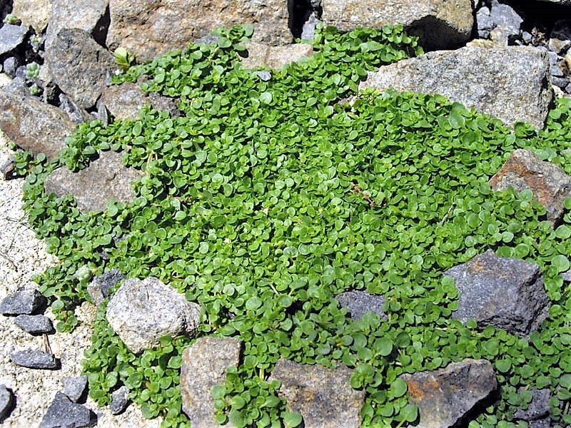 1g 27,500 BULK CORSICAN MINT Mentha Requienii Fragrant Hern Ground Cover Flower 1 Gram Seeds