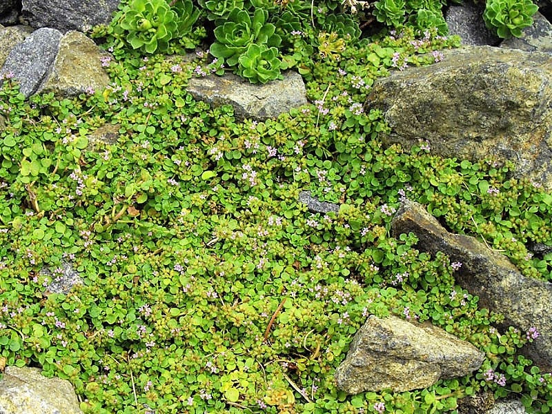 1g 27,500 BULK CORSICAN MINT Mentha Requienii Fragrant Hern Ground Cover Flower 1 Gram Seeds