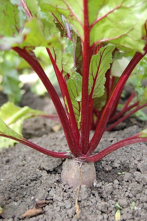 75 Giant Red BEET Mangelwurzel Mangel Mangold Wurzel Mammoth Long Beta Vulgaris Seeds