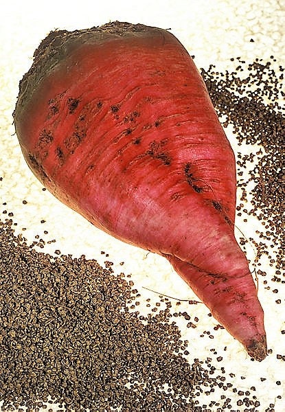 75 Giant Red BEET Mangelwurzel Mangel Mangold Wurzel Mammoth Long Beta Vulgaris Seeds