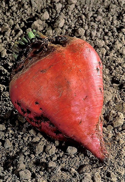75 Giant Red BEET Mangelwurzel Mangel Mangold Wurzel Mammoth Long Beta Vulgaris Seeds