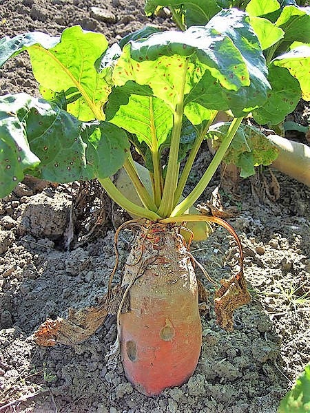 75 Giant Red BEET Mangelwurzel Mangel Mangold Wurzel Mammoth Long Beta Vulgaris Seeds