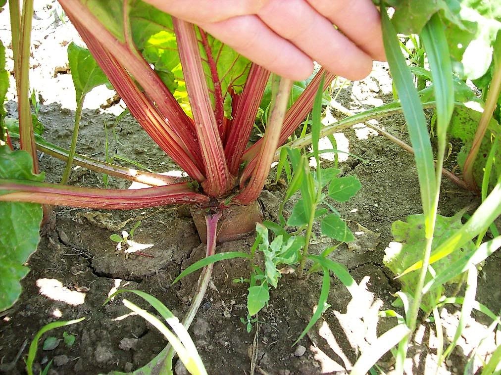 75 Giant Red BEET Mangelwurzel Mangel Mangold Wurzel Mammoth Long Beta Vulgaris Seeds