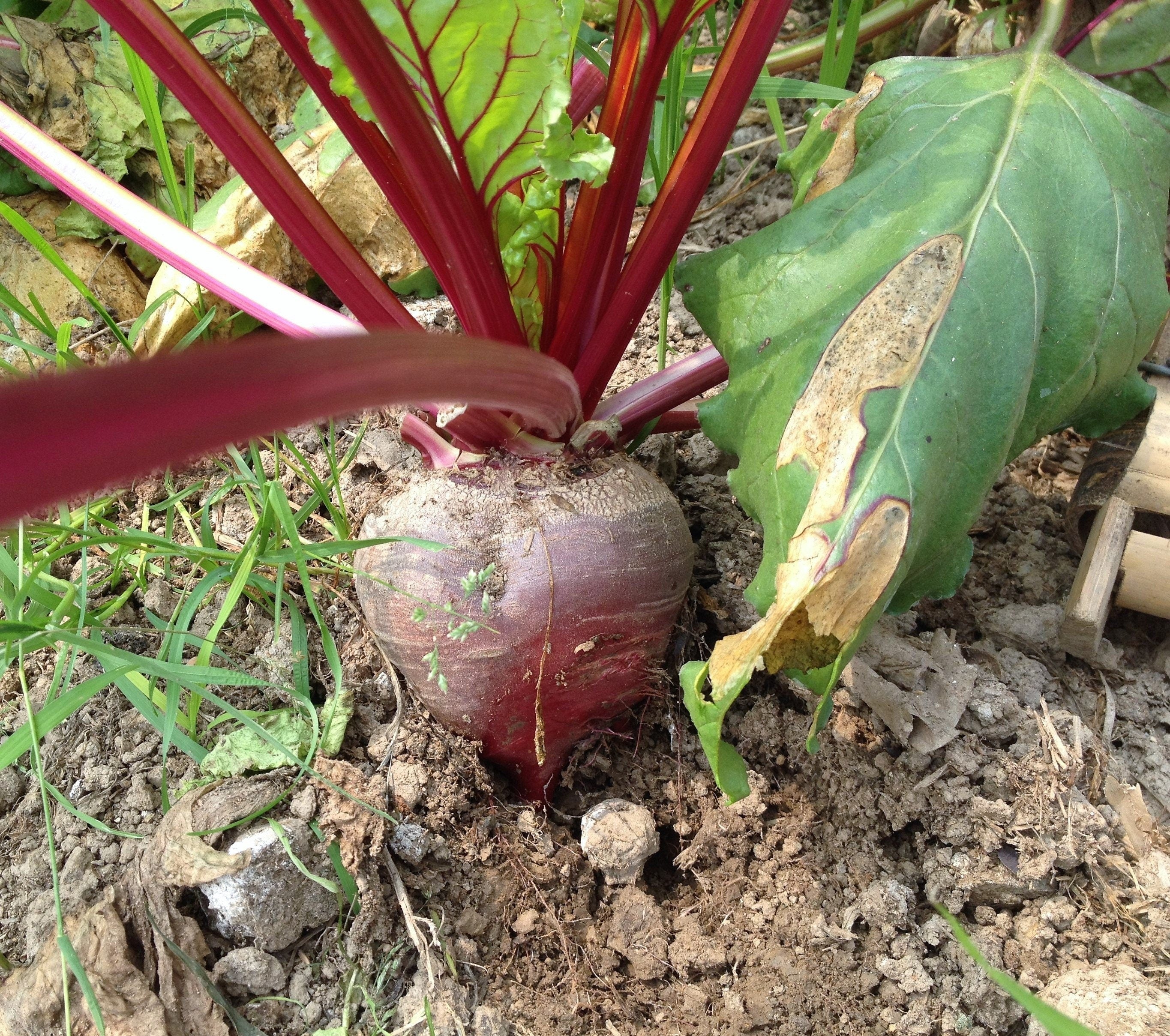 75 Giant Red BEET Mangelwurzel Mangel Mangold Wurzel Mammoth Long Beta Vulgaris Seeds