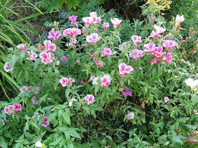500 DOUBLE DEUCES GODETIA Grandiflora Clarkia Amoena Mixed Colors & Bicolor Flower Seeds