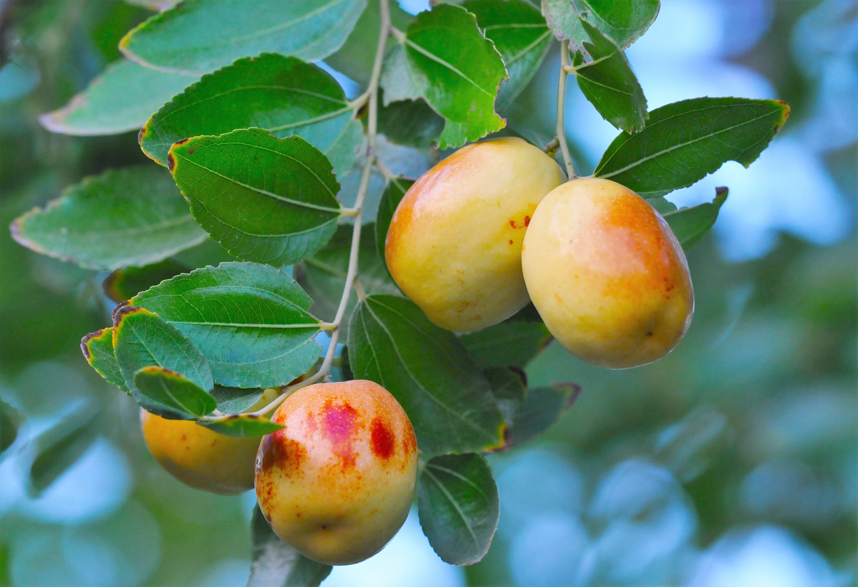 20 ASIAN DATE Jujube Ziziphus Spinosa Common Chinese Tsao Red Fruit Tree Seeds