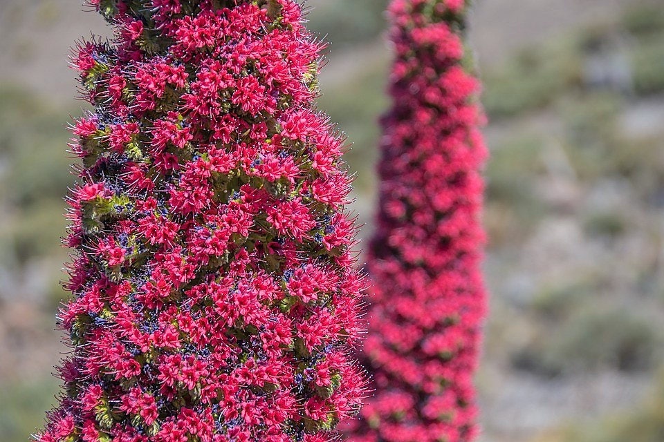 25 TOWER OF JEWELS Red Bugloss Echium Wildpretii Ruby Hummingbird Flower Seeds