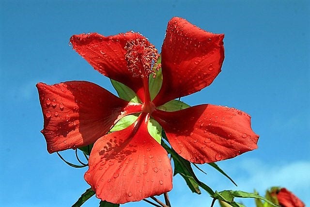 10 Red TEXAS STAR HIBISCUS Coccineus Scarlet Rosemallow Flower Seeds
