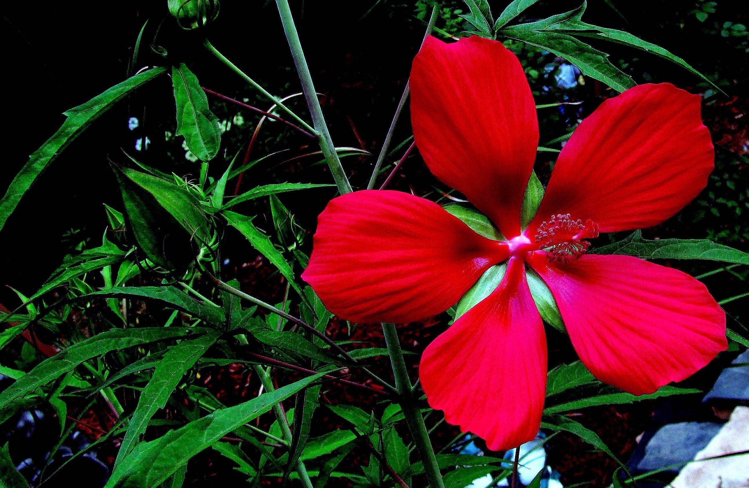 10 Red TEXAS STAR HIBISCUS Coccineus Scarlet Rosemallow Flower Seeds