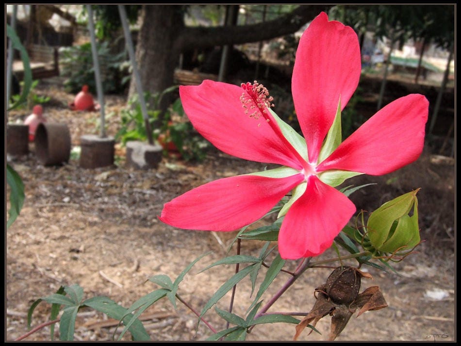 10 Red TEXAS STAR HIBISCUS Coccineus Scarlet Rosemallow Flower Seeds