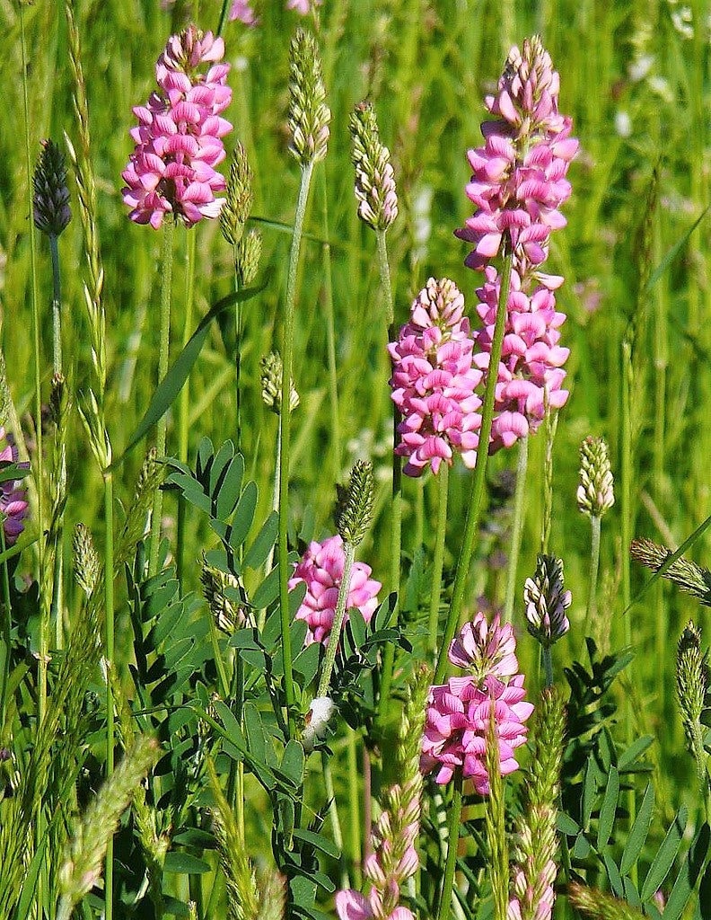 50 PINK SAINFOIN Common Onobrychis Viciifolia Holy Clover Legume Ground Cover Forage Flower Seeds