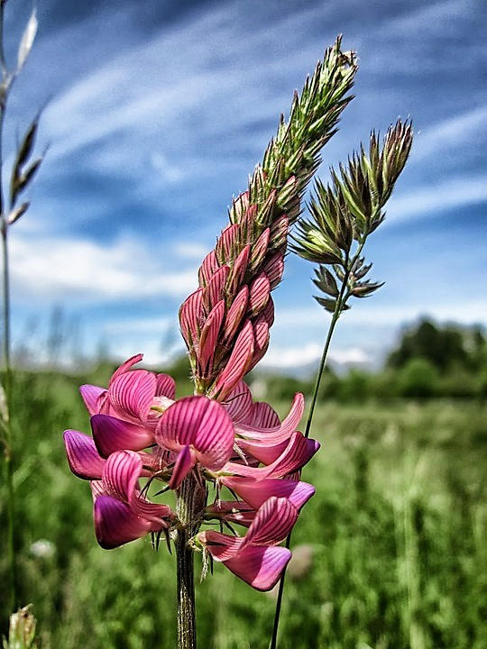 50 PINK SAINFOIN Common Onobrychis Viciifolia Holy Clover Legume Ground Cover Forage Flower Seeds