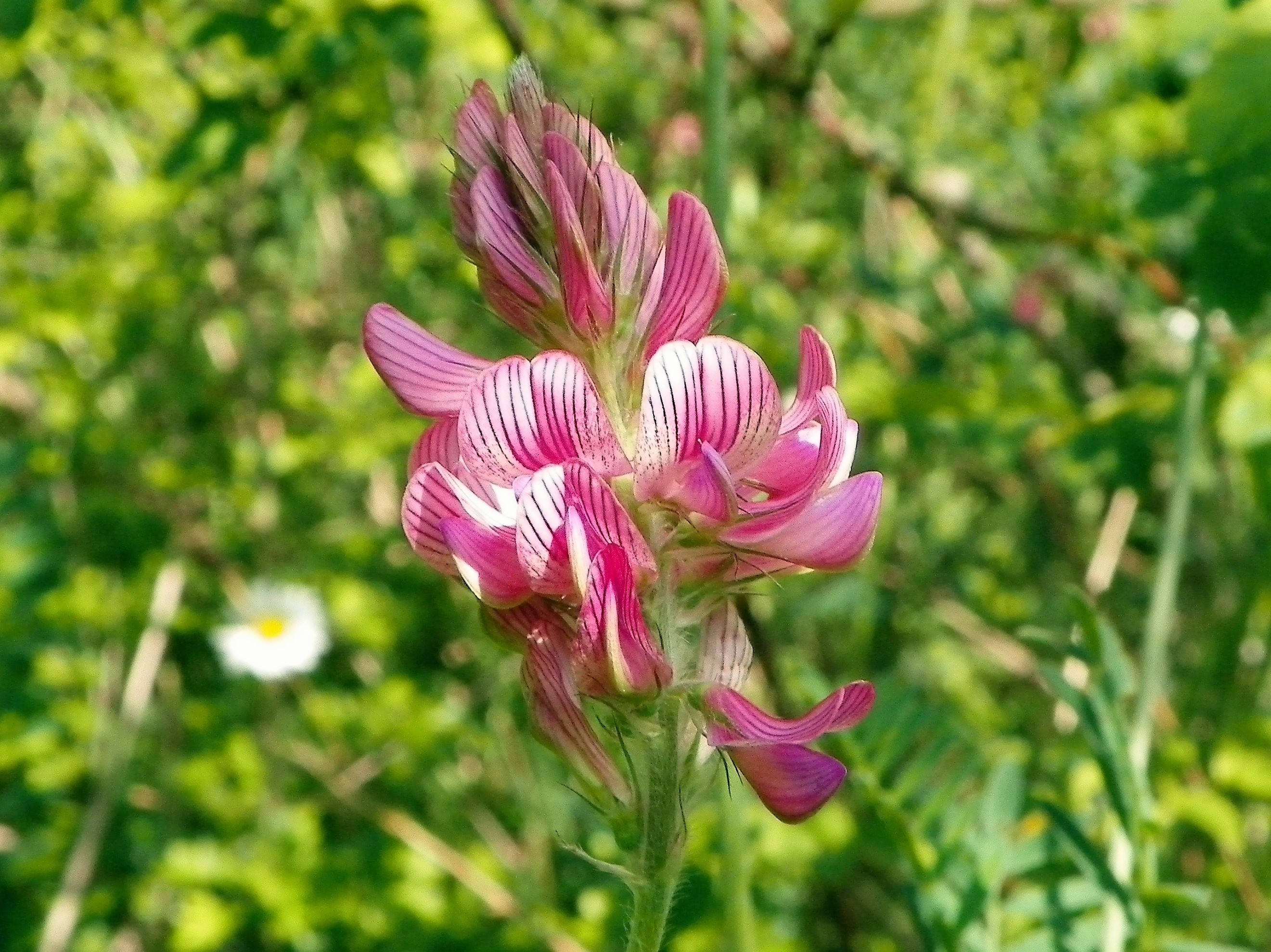 50 PINK SAINFOIN Common Onobrychis Viciifolia Holy Clover Legume Ground Cover Forage Flower Seeds