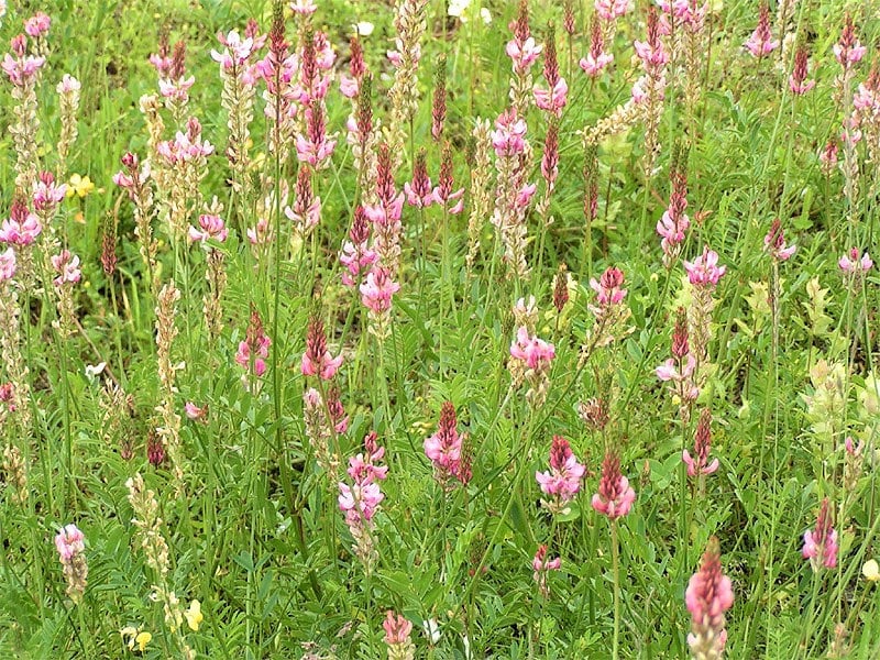 50 PINK SAINFOIN Common Onobrychis Viciifolia Holy Clover Legume Ground Cover Forage Flower Seeds
