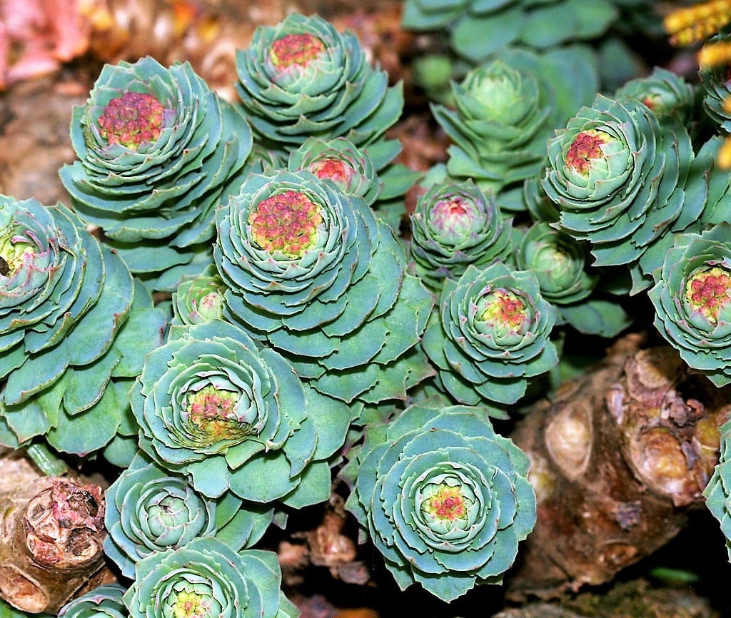 25 ROSEROOT STONECROP Golden Rose Root Sedum Rhodiola Rosea Yellow Succulent Flower Seeds