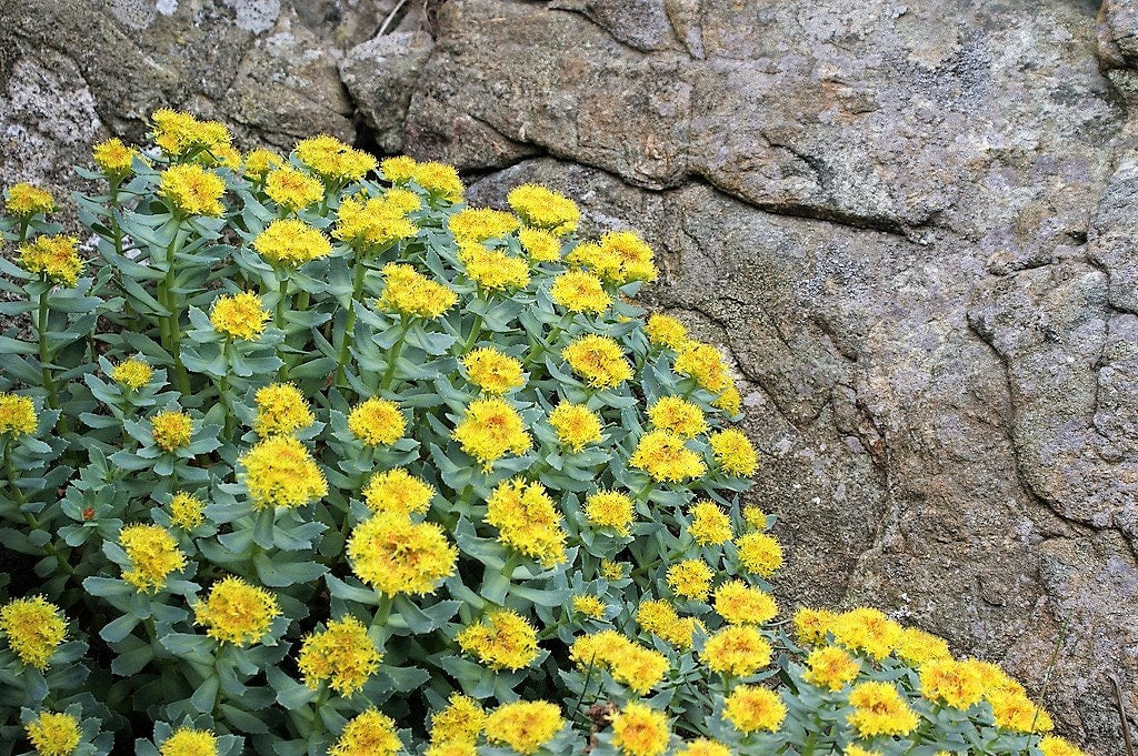 25 ROSEROOT STONECROP Golden Rose Root Sedum Rhodiola Rosea Yellow Succulent Flower Seeds
