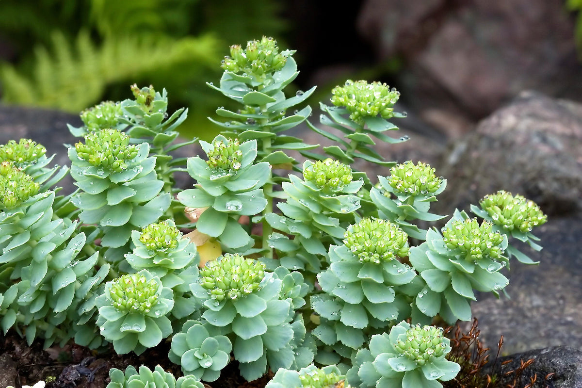 25 ROSEROOT STONECROP Golden Rose Root Sedum Rhodiola Rosea Yellow Succulent Flower Seeds