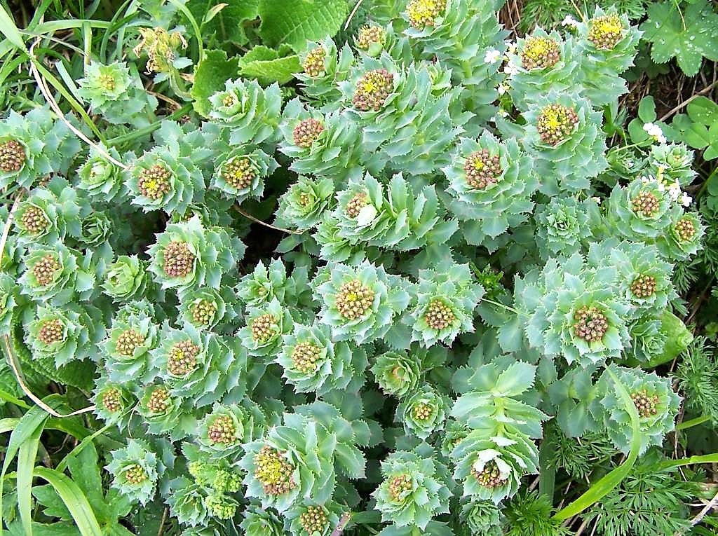 25 ROSEROOT STONECROP Golden Rose Root Sedum Rhodiola Rosea Yellow Succulent Flower Seeds