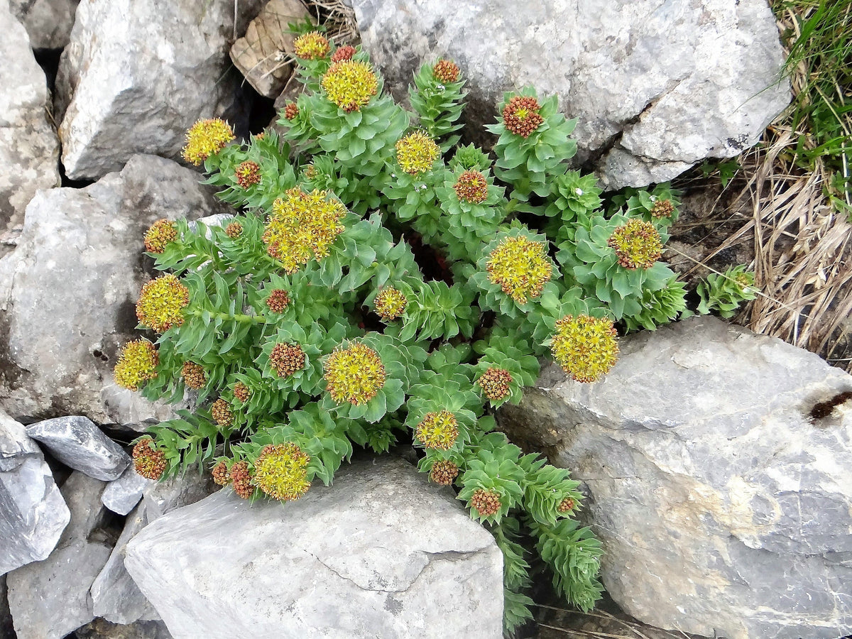 25 ROSEROOT STONECROP Golden Rose Root Sedum Rhodiola Rosea Yellow Succulent Flower Seeds