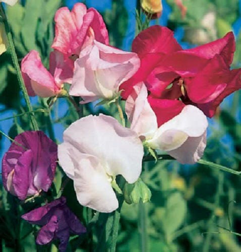 60 Mixed Colors SWEET PEA ROYAL Family Mix Lathyrus Odoratus Flower Vine Seeds