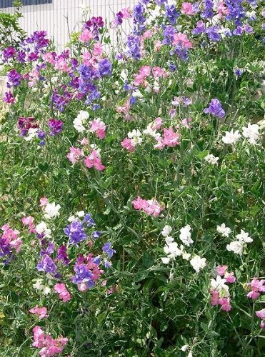 60 Mixed Colors SWEET PEA ROYAL Family Mix Lathyrus Odoratus Flower Vine Seeds