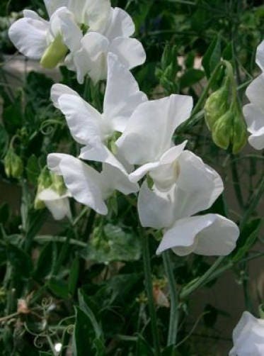 60 Mixed Colors SWEET PEA ROYAL Family Mix Lathyrus Odoratus Flower Vine Seeds