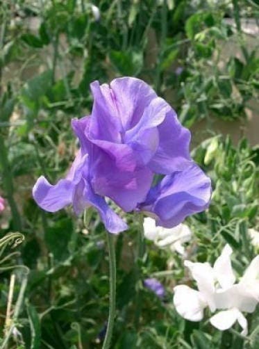 60 Mixed Colors SWEET PEA ROYAL Family Mix Lathyrus Odoratus Flower Vine Seeds