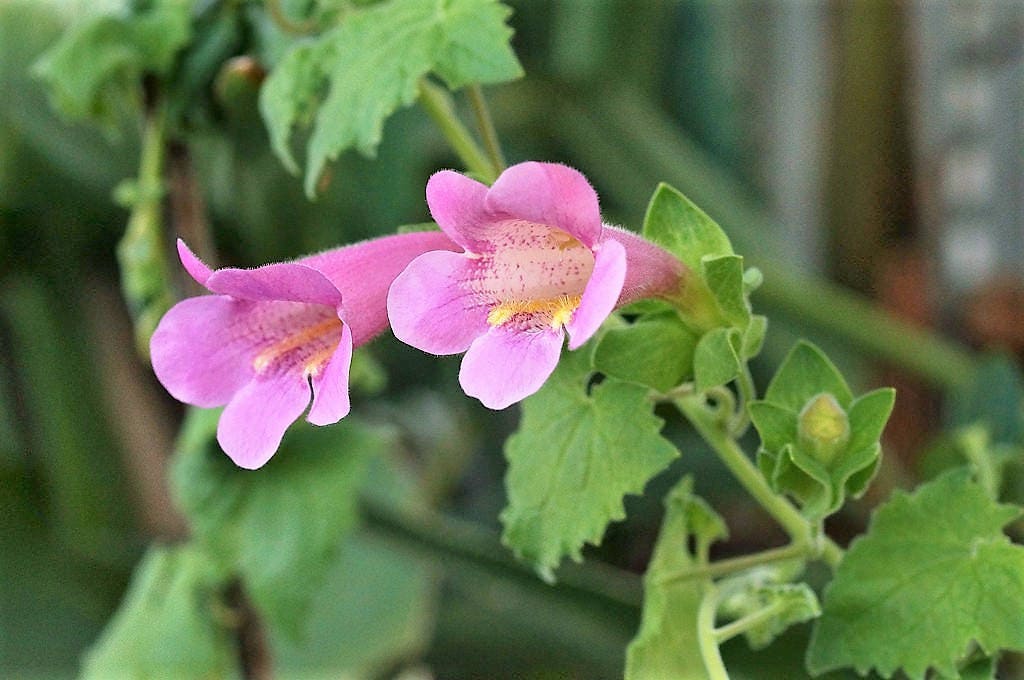 10 MIXED DRAGONSNAP VINE Asarina Scandens Climbing Snapdragon Pink Blue Red White Flower Seeds