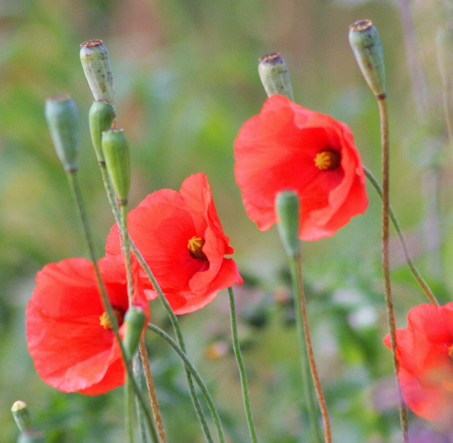 250 Red LONG POD POPPY Papaver Dubium Long Headed Blindeyes Flower Seeds