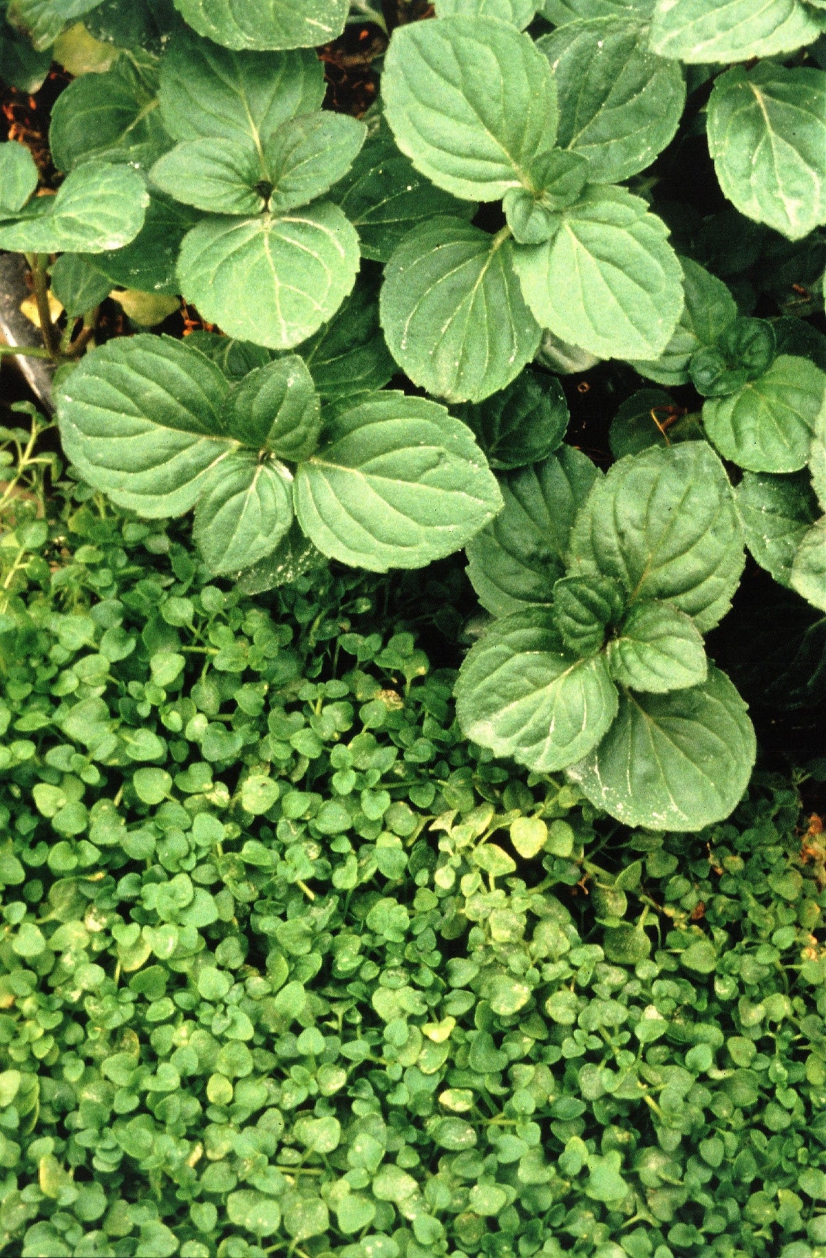1g 27,500 BULK CORSICAN MINT Mentha Requienii Fragrant Hern Ground Cover Flower 1 Gram Seeds