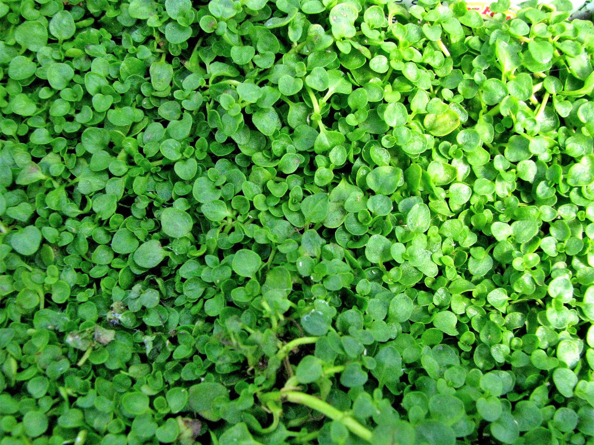 1g 27,500 BULK CORSICAN MINT Mentha Requienii Fragrant Hern Ground Cover Flower 1 Gram Seeds