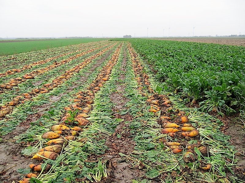 75 Giant Red BEET Mangelwurzel Mangel Mangold Wurzel Mammoth Long Beta Vulgaris Seeds