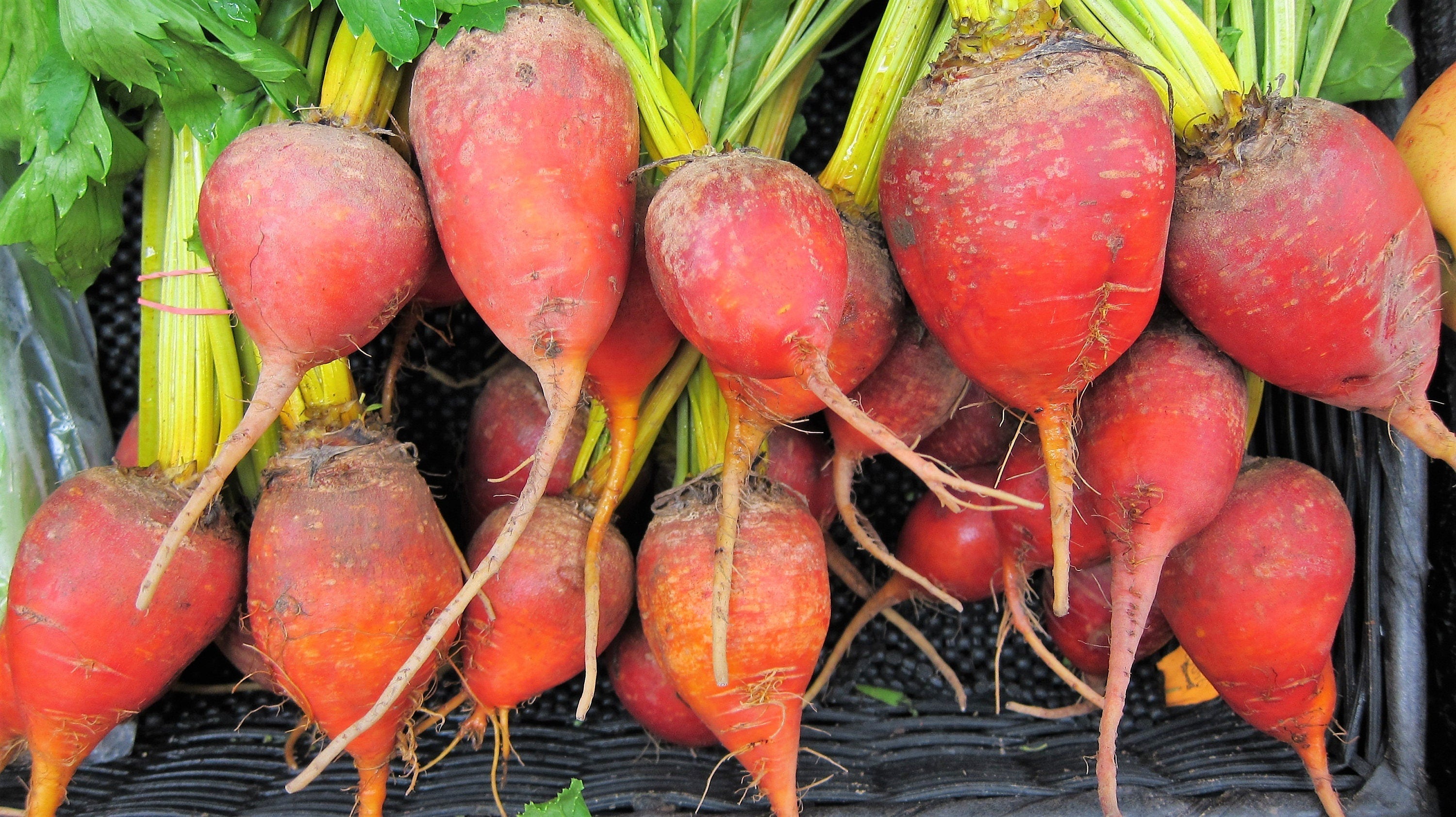 75 Giant Red BEET Mangelwurzel Mangel Mangold Wurzel Mammoth Long Beta Vulgaris Seeds