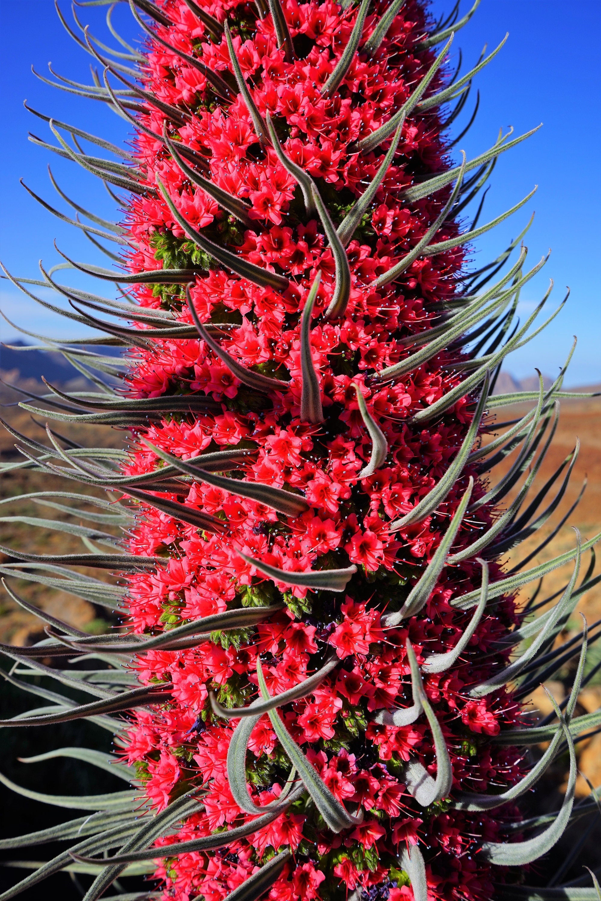 25 TOWER OF JEWELS Red Bugloss Echium Wildpretii Ruby Hummingbird Flower Seeds