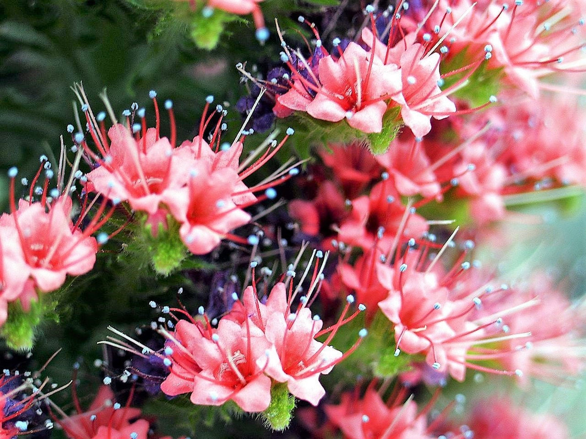 25 TOWER OF JEWELS Red Bugloss Echium Wildpretii Ruby Hummingbird Flower Seeds