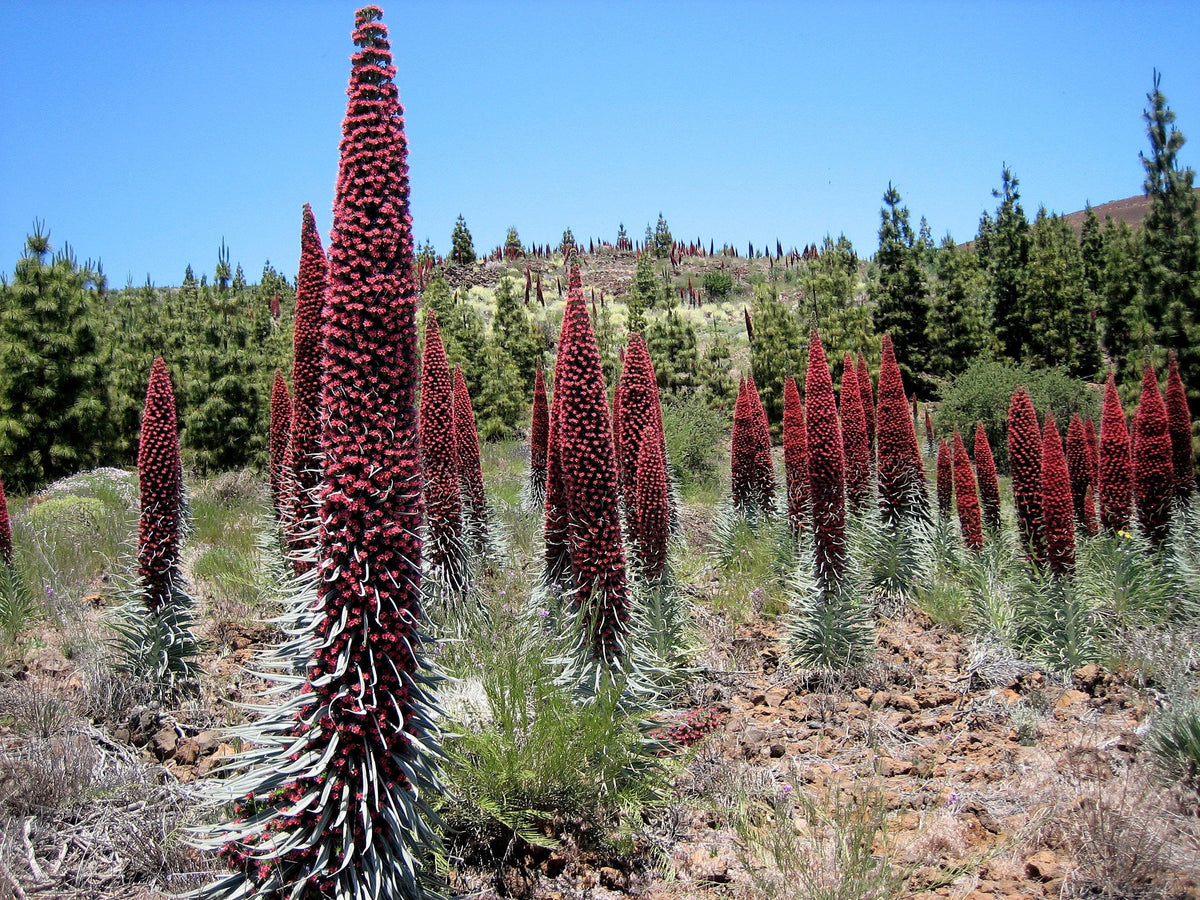 25 TOWER OF JEWELS Red Bugloss Echium Wildpretii Ruby Hummingbird Flower Seeds