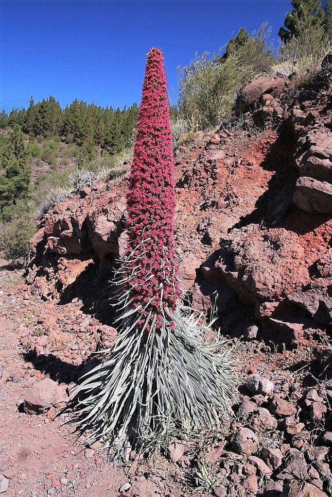 25 TOWER OF JEWELS Red Bugloss Echium Wildpretii Ruby Hummingbird Flower Seeds