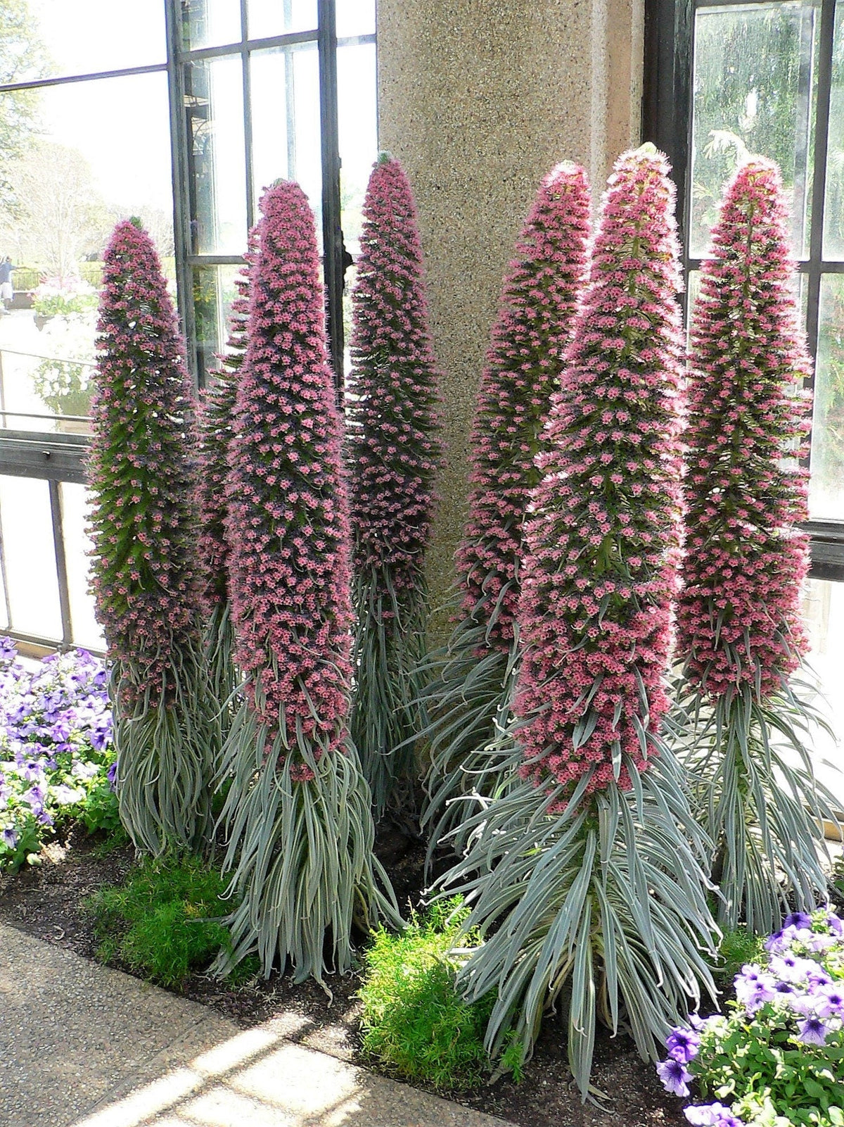 25 TOWER OF JEWELS Red Bugloss Echium Wildpretii Ruby Hummingbird Flower Seeds