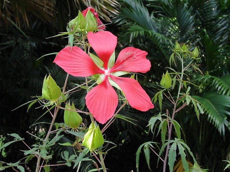 10 Red TEXAS STAR HIBISCUS Coccineus Scarlet Rosemallow Flower Seeds