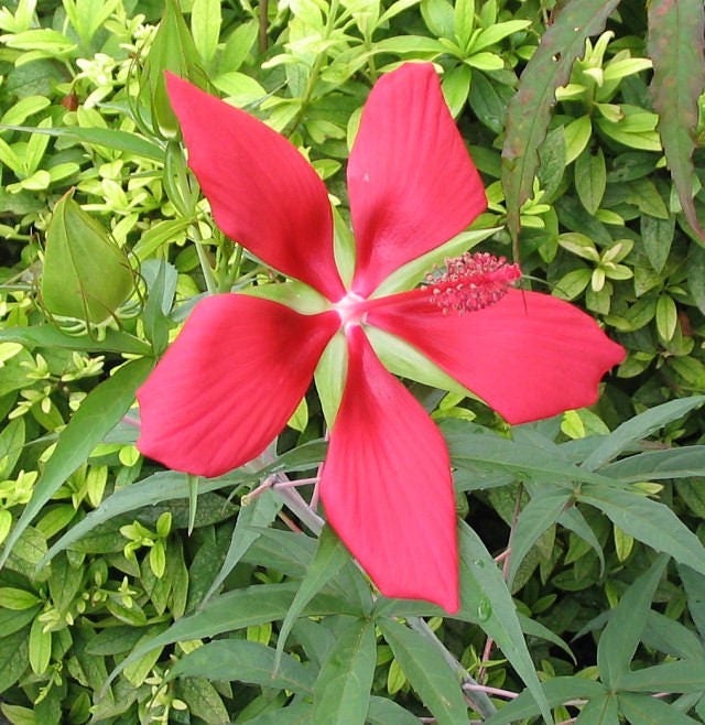 10 Red TEXAS STAR HIBISCUS Coccineus Scarlet Rosemallow Flower Seeds