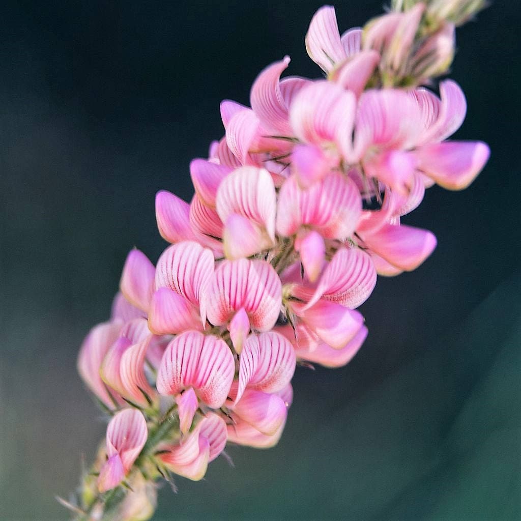 50 PINK SAINFOIN Common Onobrychis Viciifolia Holy Clover Legume Ground Cover Forage Flower Seeds