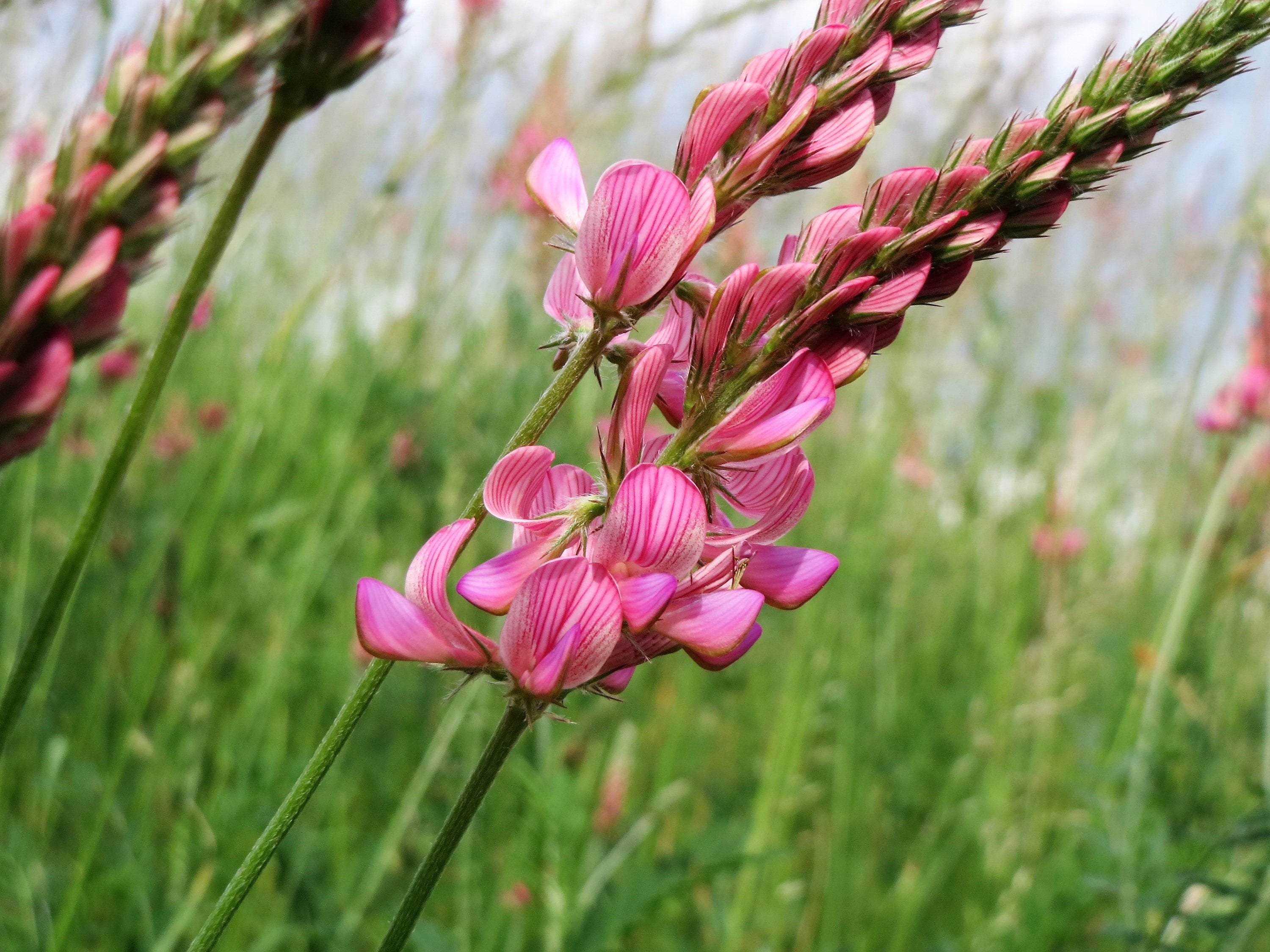 50 PINK SAINFOIN Common Onobrychis Viciifolia Holy Clover Legume Ground Cover Forage Flower Seeds