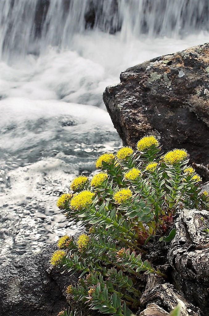 25 ROSEROOT STONECROP Golden Rose Root Sedum Rhodiola Rosea Yellow Succulent Flower Seeds