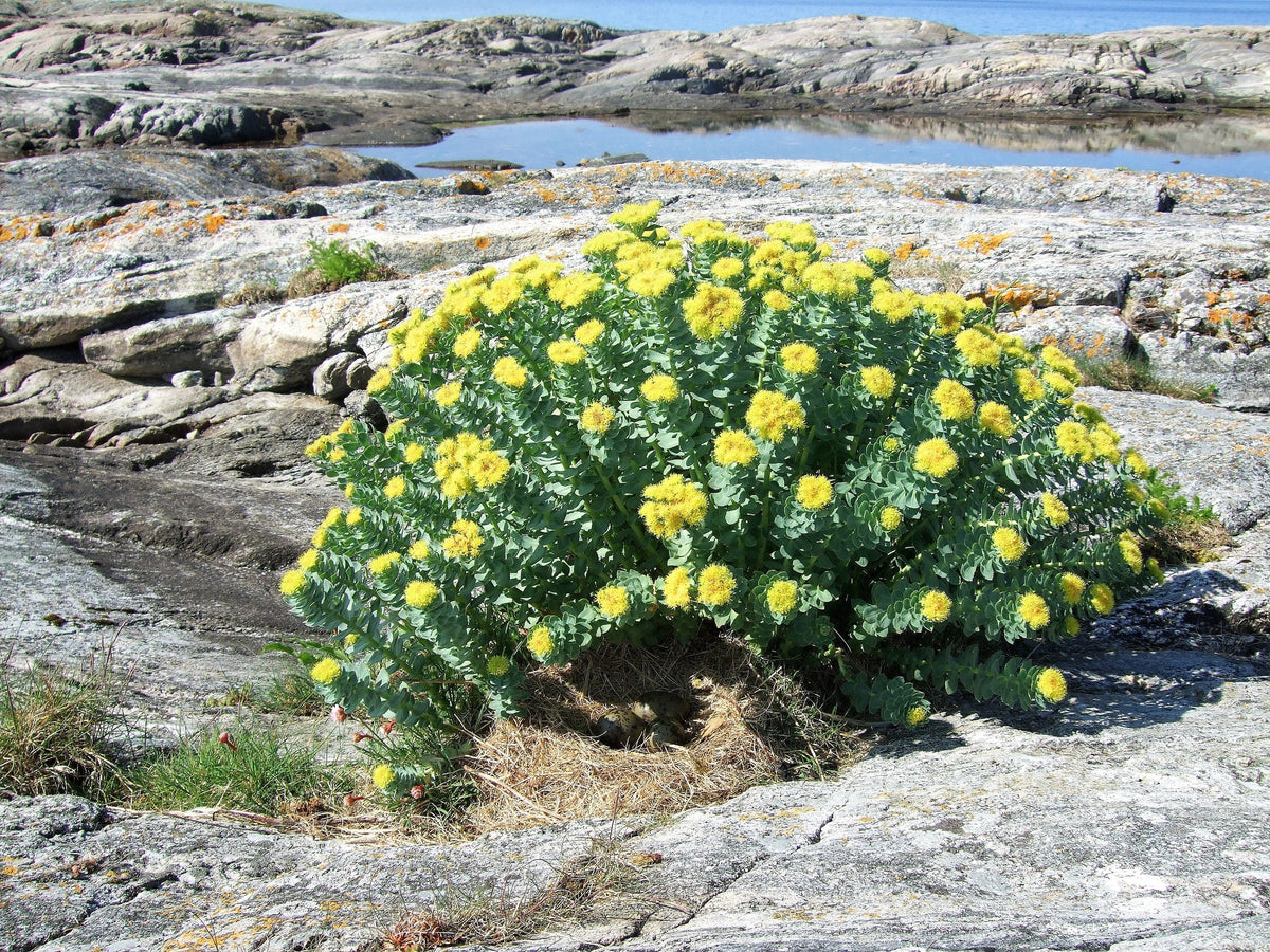 25 ROSEROOT STONECROP Golden Rose Root Sedum Rhodiola Rosea Yellow Succulent Flower Seeds