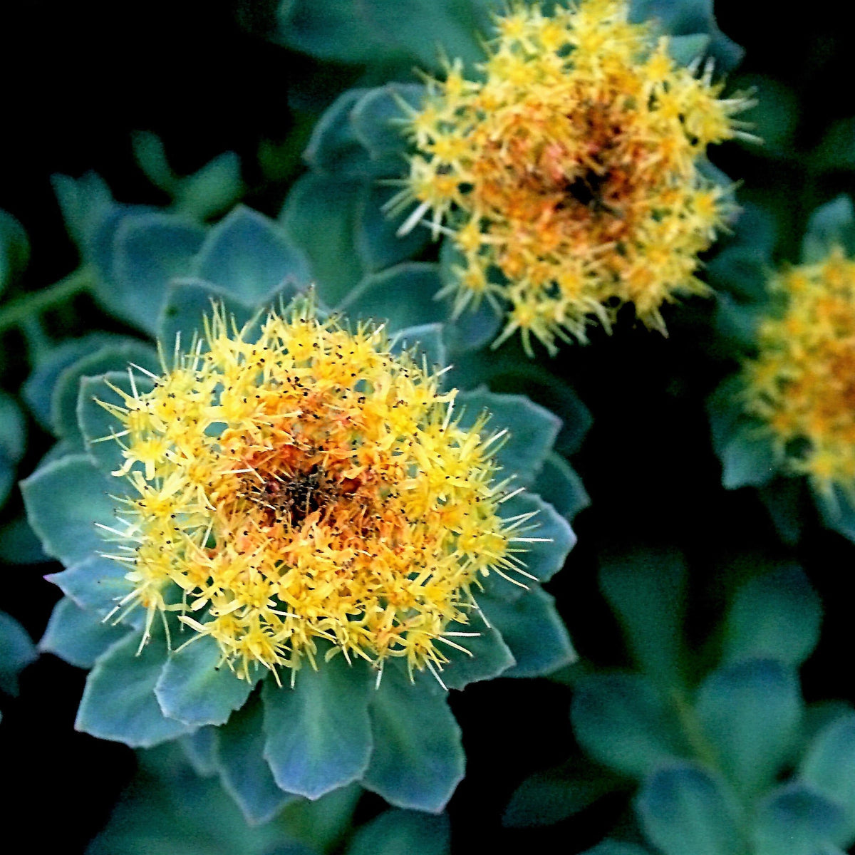 25 ROSEROOT STONECROP Golden Rose Root Sedum Rhodiola Rosea Yellow Succulent Flower Seeds